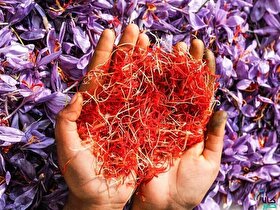 قیمت امروز گل تازه زعفران در مناطق مختلف خراسان رضوی افزایش یافت (۲۲ مهر ۱۴۰۴)