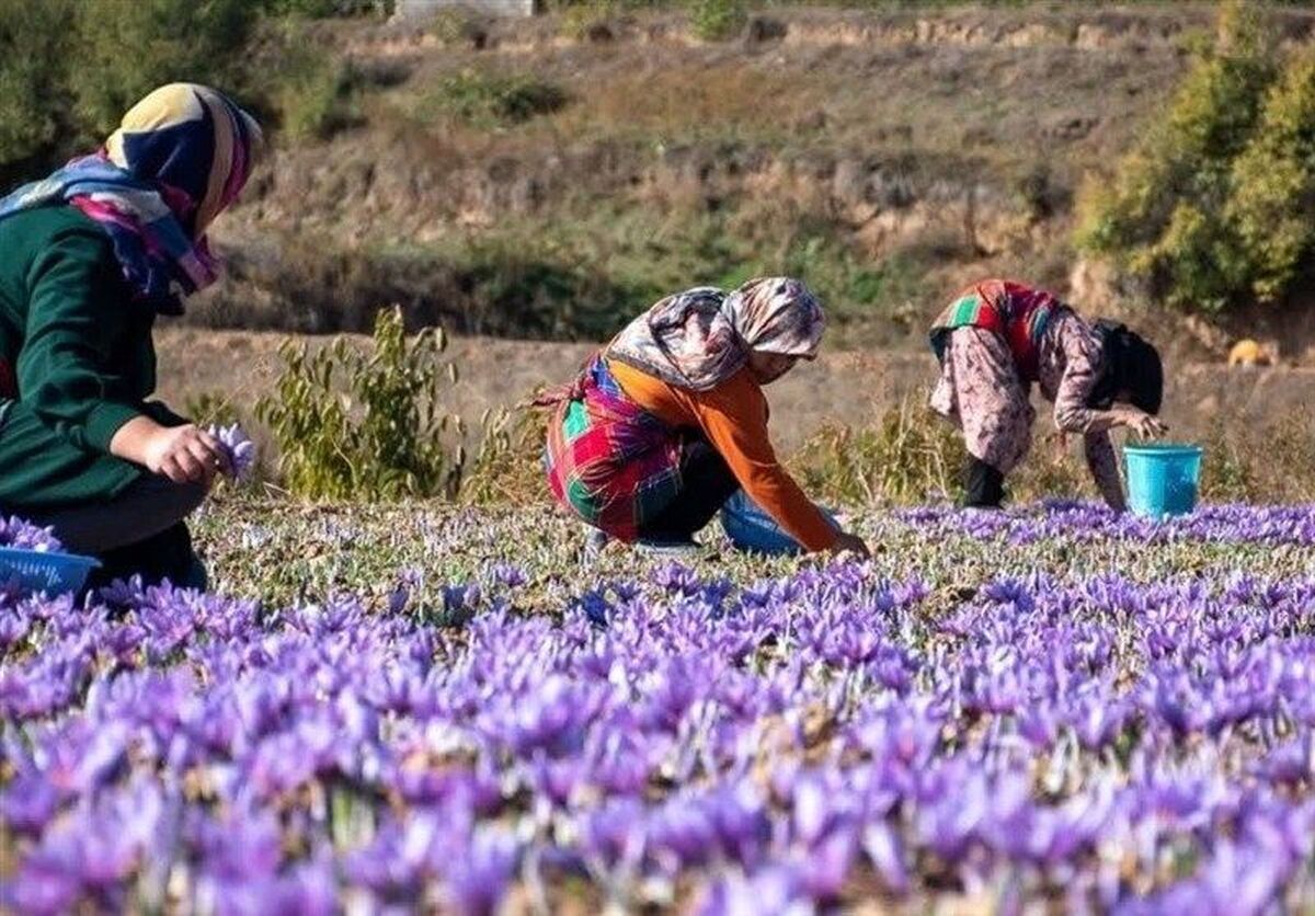 راه‌اندازی حدود ۴ هزار و ۵۰۰ صندوق خرد زنان در بخش کشاورزی کشور