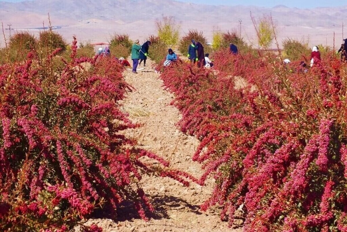 فصل برداشت زرشک است و تصاویر زیادی از باغ‌های زرشک یا محصول برداشت شده که برای خشک شدن پهن شده دست به دست می شود؛ جالب اینکه ایران بزرگترین تولیدکننده زرشک است و ۹۸ درصد این محصول هم در خراسان جنوبی تولید می‌شود.