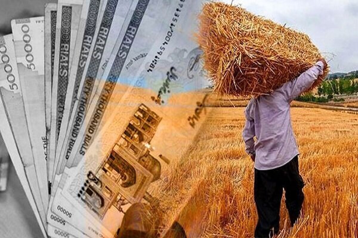 مطالبات گندمکاران تا ۲۲ مهر پرداخت می‌شود (مهرماه ۱۴۰۴)