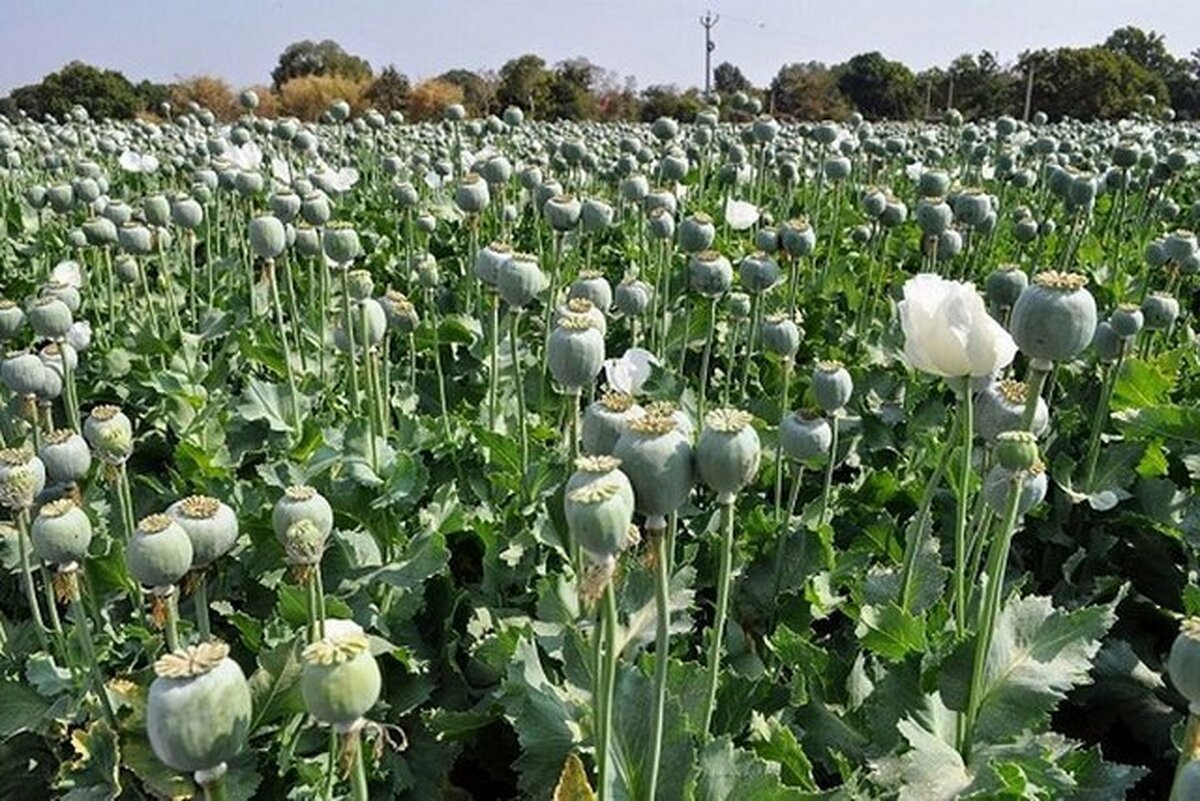 نماینده مجلس: کشت خشخاش در ایران به‌زودی میسر نخواهد شد