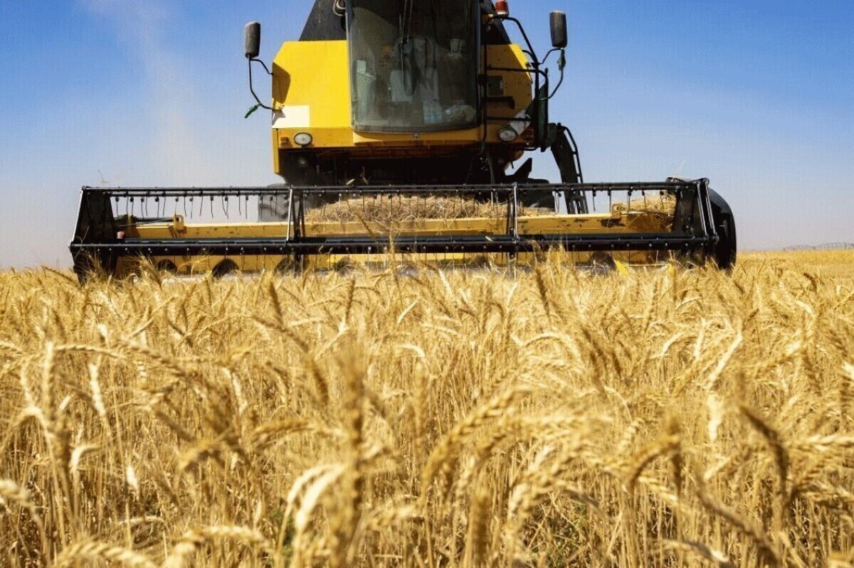 قیمت خرید تضمینی گندم اعلام شد