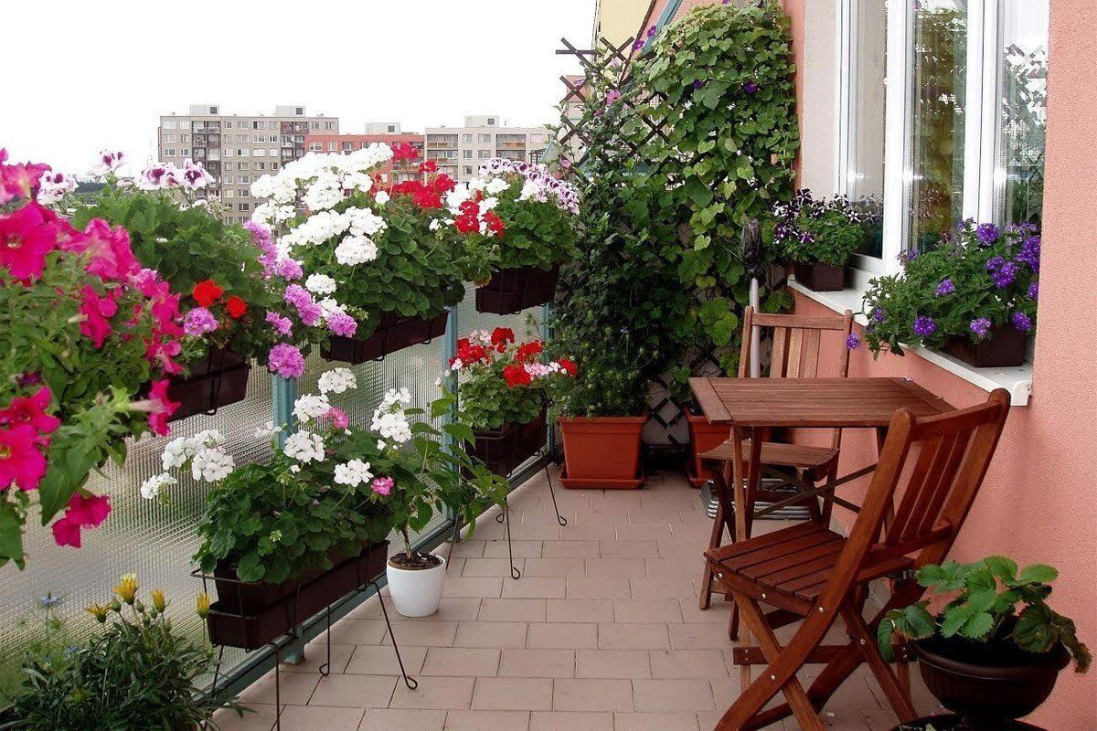 رفتار مناسب با گیاهان عاشق نور