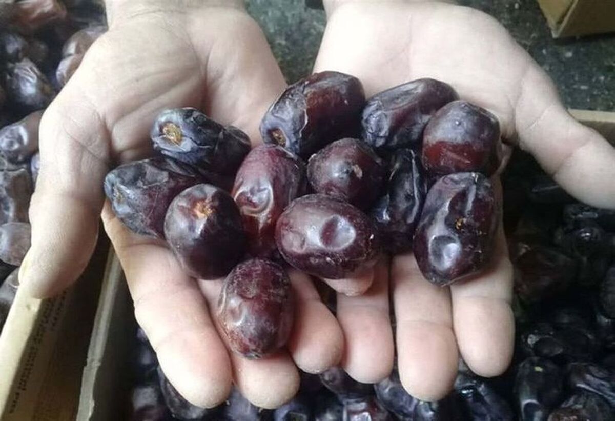 قیمت امروز میوه و تره بار در مشهد (۱۱ آبان ۱۴۰۴) | خرما را چند بخریم؟