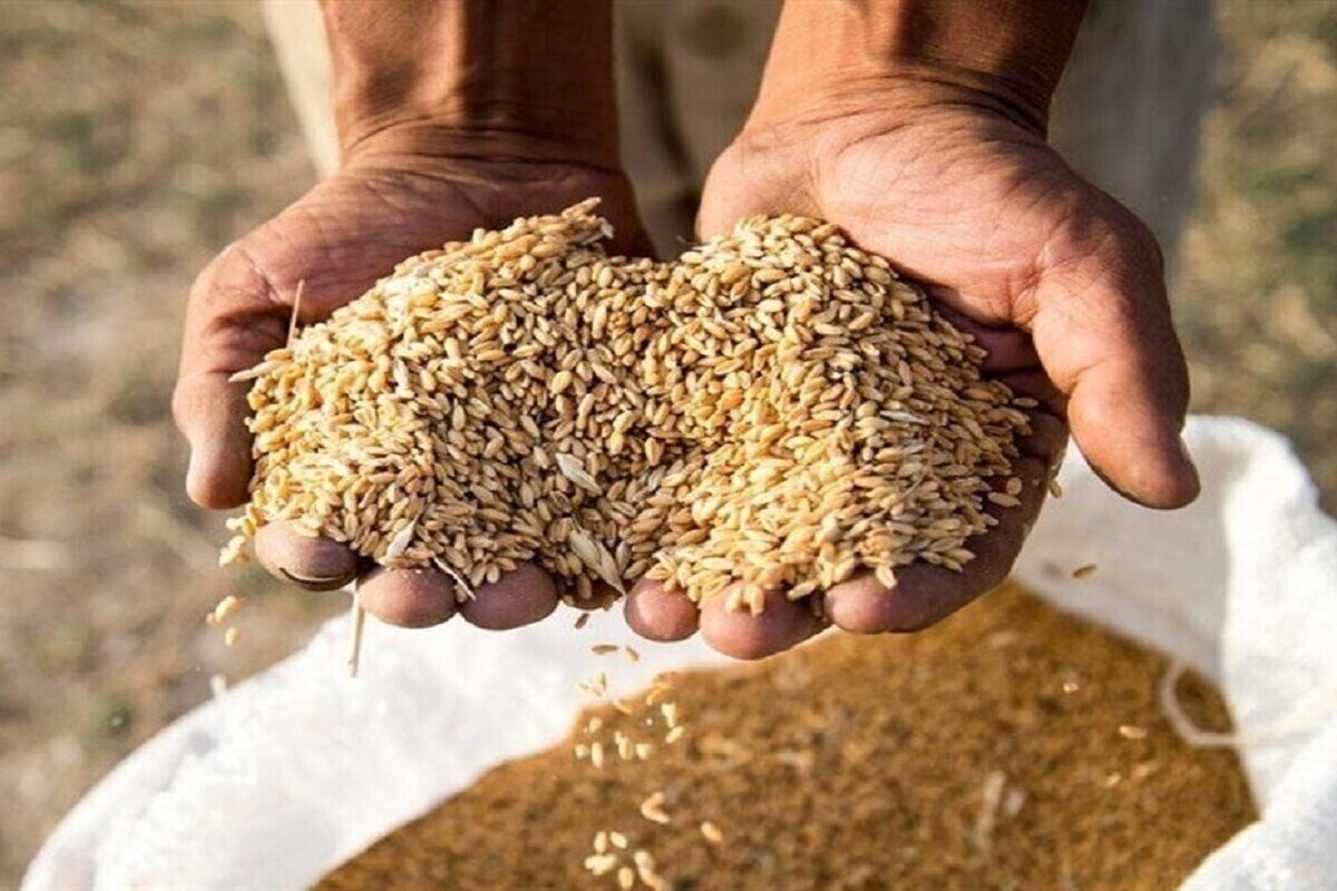 اختصاص یک هزار تن جو به عشایر خراسان رضوی