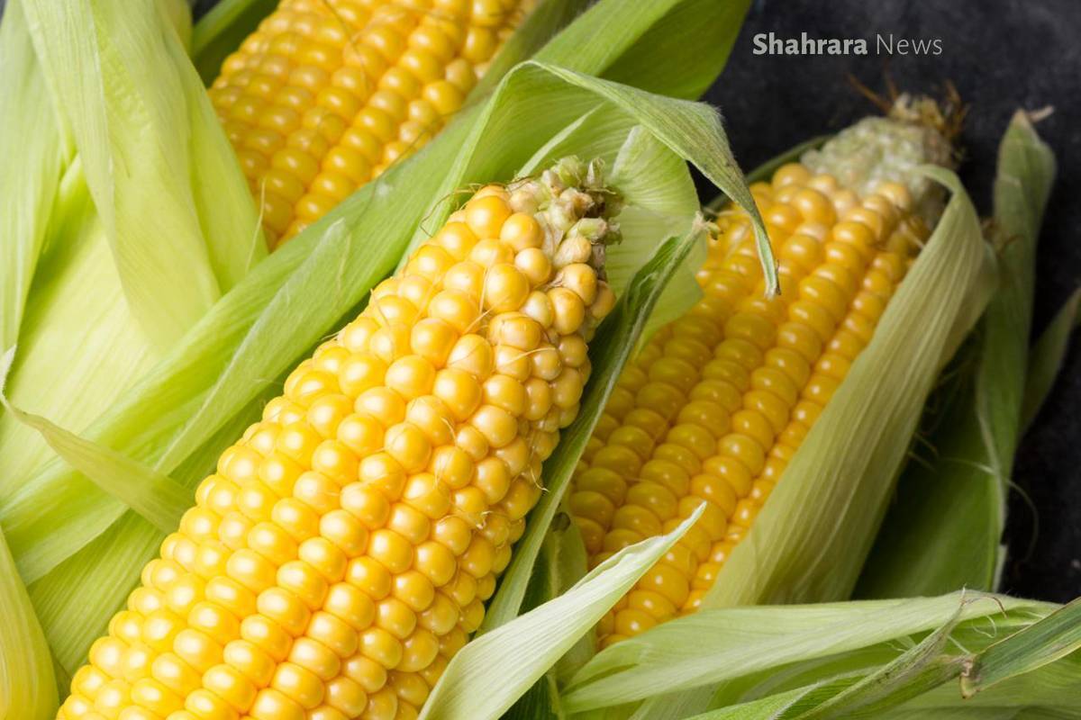 دانستنیها | آشنایی با دو خوراکی مفید دانستنیها | آشنایی با دو خوراکی مفید