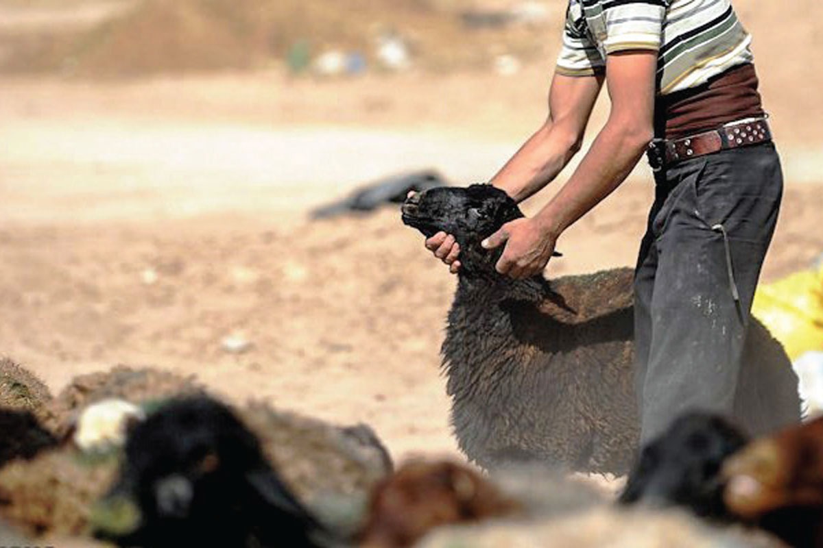 چوپان دروغگو توسط تیم تجسس پاسگاه انتظامی توس مشهد دستگیر شد