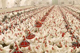 بازار مرغ و تخم‌مرغ تحت تأثیر کمبود نهاده‌ها! (۱۳ آبان ۱۴۰۴)