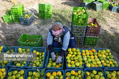 گزارش تصویری | برداشت نارنگی از باغات هاشم‌آباد گرگان