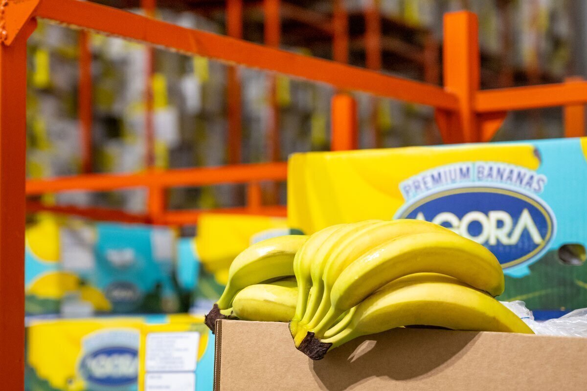 قیمت امروز میوه و تره بار در مشهد (۱۴ آبان ۱۴۰۴) | افزایش قیمت موز