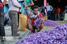 قیمت گل زعفران امروز کاهش یافت (۱۴ آبان ۱۴۰۴) | علت این کاهش قیمت چه بود؟