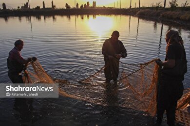گزارش تصویری | آب‌بندان‌های پرورش ماهی