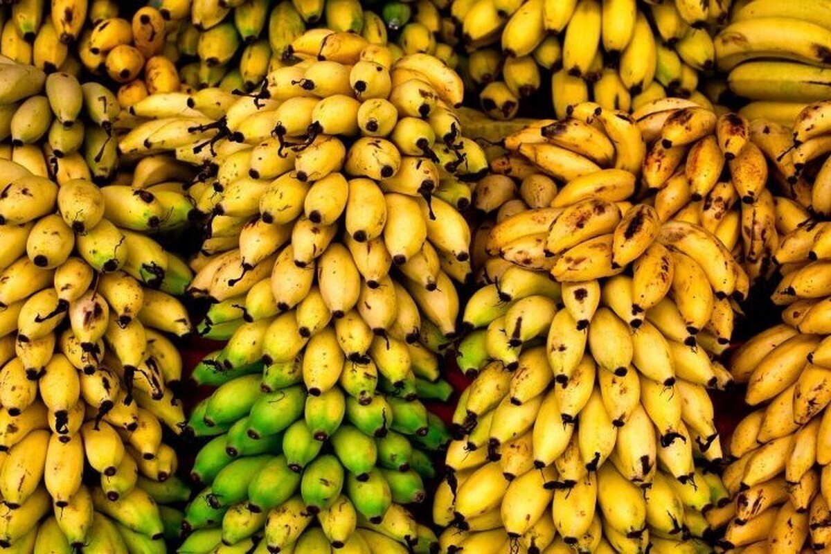 رانت واردات موز در قبال صادرات سیب!