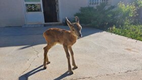 ویدئو| ورود میش وحشی به محدوده شهری لواسان (۱۷ آبان ۱۴۰۴)