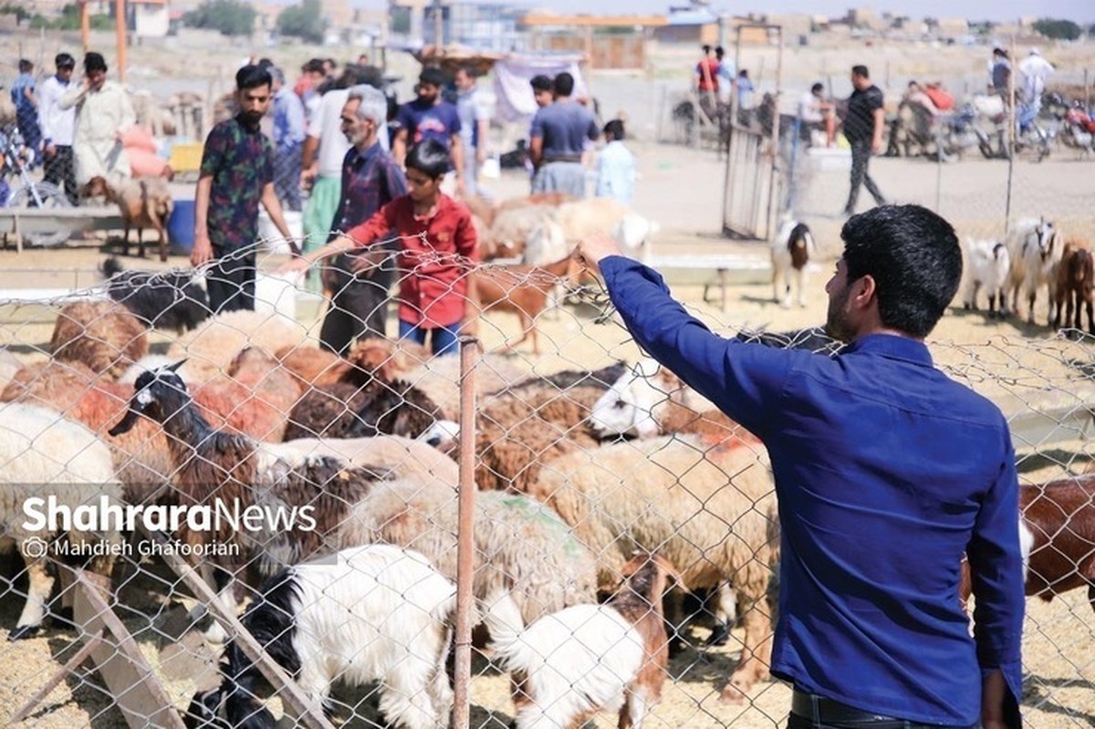 مدیر کل دامپزشکی خراسان رضوی: هیچ موردی از سویه جدید تب برفکی شناسایی نشده است