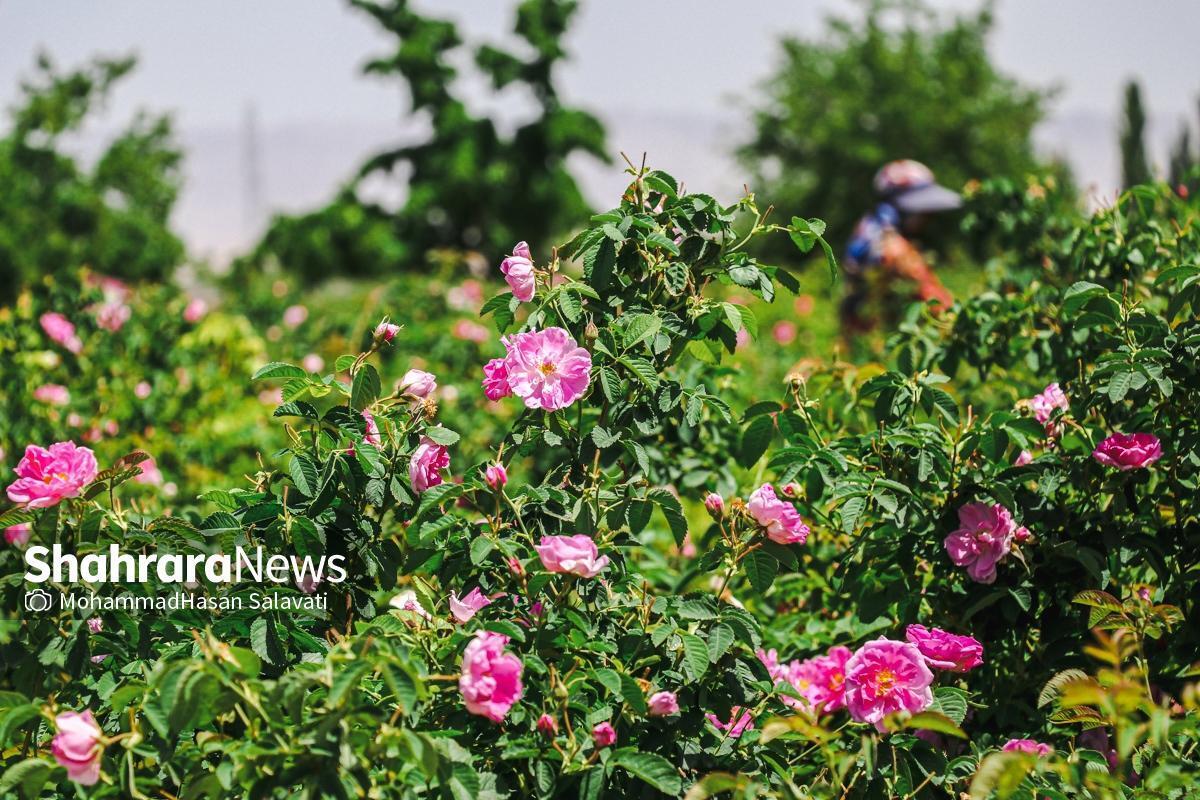 عربستان سعودی، گل محمدی ایران را به نام خود ثبت جهانی کرد