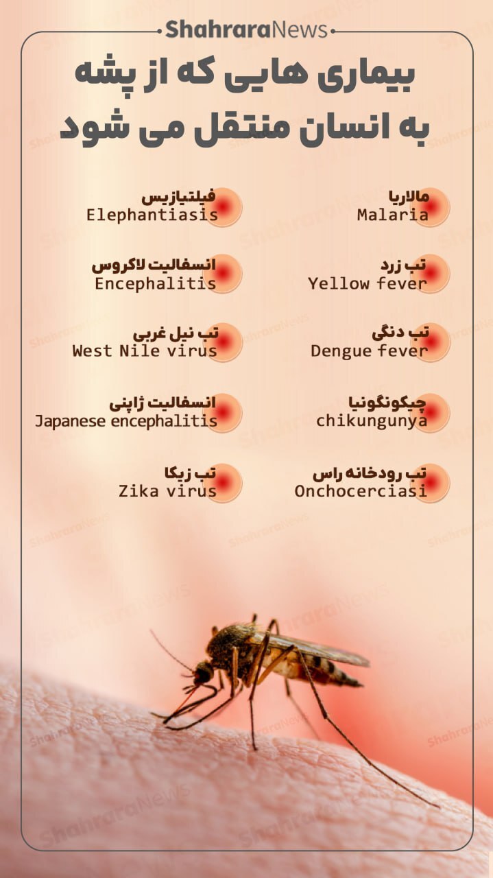 اینفوگرافی| بیماری‌هایی که از پشه به انسان منتقل می‌شود