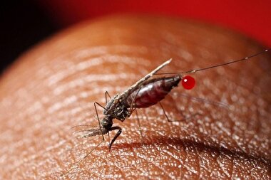 اینفوگرافی| بیماری‌هایی که از پشه به انسان منتقل می‌شود