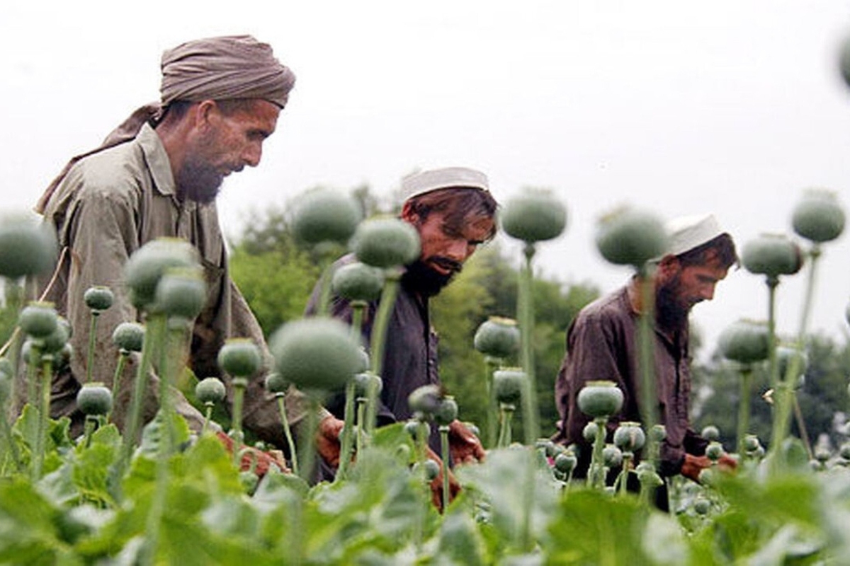 تناقض در اظهارات طالبان و سازمان ملل درباره آخرین وضعیت مواد مخدر در افغانستان (۱۸ آبان ۱۴۰۴)