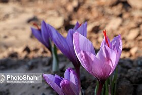 قیمت گل زعفران در بازار تربت‌حیدریه اعلام شد (۱۸ آبان ۱۴۰۴) | برداشت زعفران تا چه زمانی ادامه دارد؟