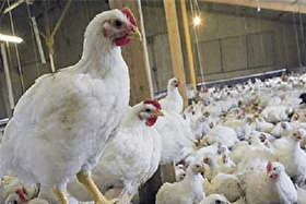 عاقبت مرغ‌های تریاکی چه شد؟