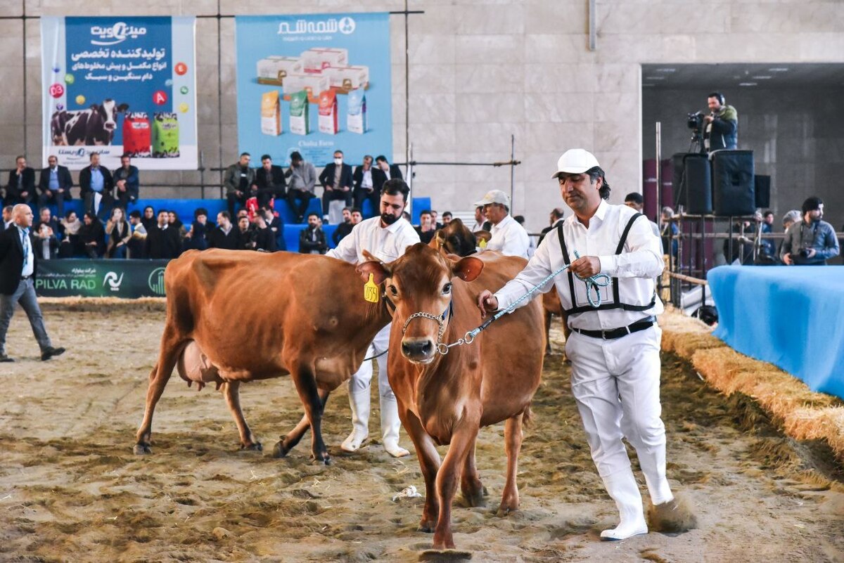نمایشگاه بین‌المللی دام و طیور در مشهد لغو شد + علت