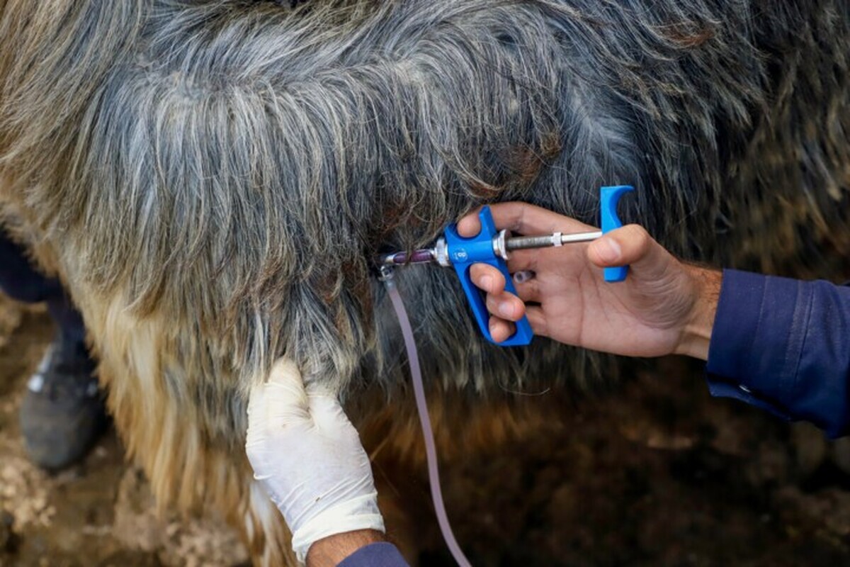 تحقق ۸۵ درصدی واکسیناسیون دام علیه تب مالت در خراسان رضوی