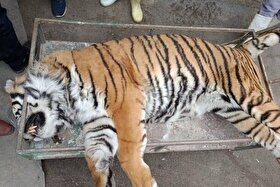 توضیحات سازمان محیط زیست مازندران درخصوص تلف‌شدن یک ببر در پارک حیات‌وحش (۲۰ آبان ۱۴۰۴)