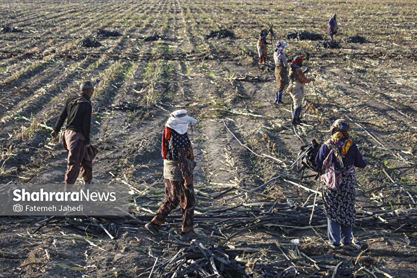 گزارش تصویری | برداشت ذرت علوفه‌ای دام