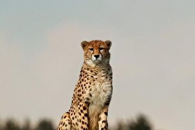 ویدئو | مشاهدۀ ۲ یوزپلنگ آسیایی در توران شاهرود