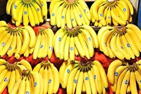 آیا واردات موز متوقف شده است؟ (۲۰ آبان ۱۴۰۴)