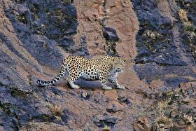 ویدئو| ثبت ۲ قلاده یوزپلنگ آسیایی در جوین خراسان رضوی