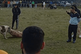 دستگیری ۴ متهم  به حیوان‌آزاری در مینودشت