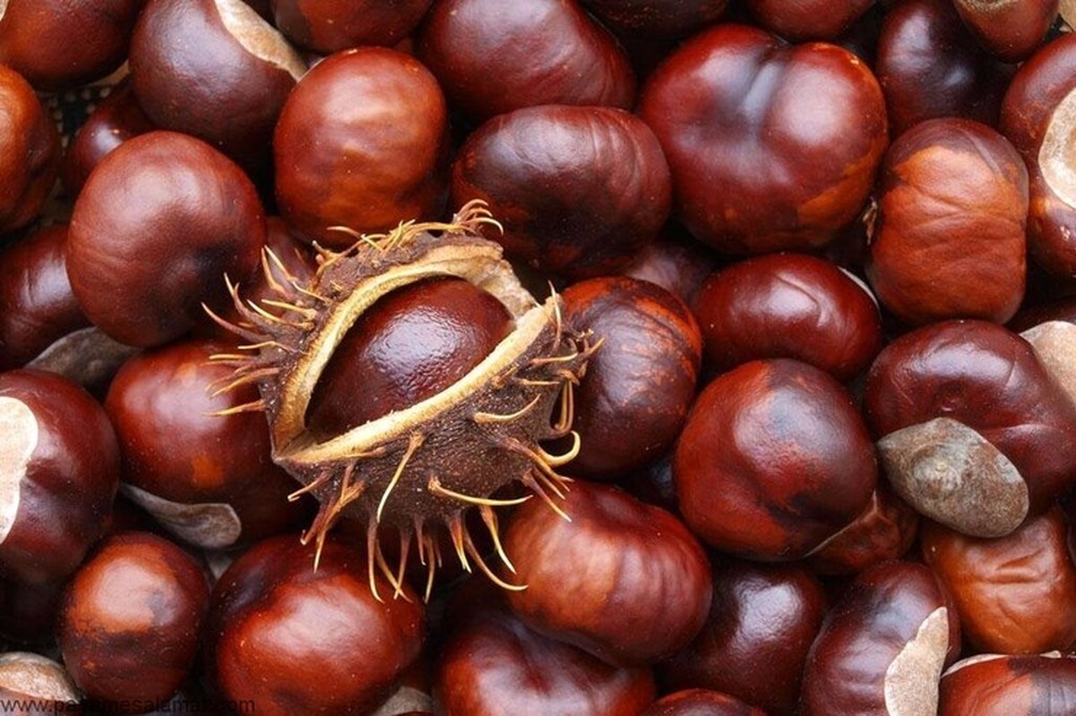 رئیس کمیسیون کشاورزی مجلس: گیاه بلوط ریه خاورمیانه است و باید احیا شود