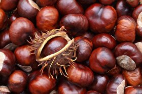 رئیس کمیسیون کشاورزی مجلس: گیاه بلوط ریه خاورمیانه است و باید احیا شود