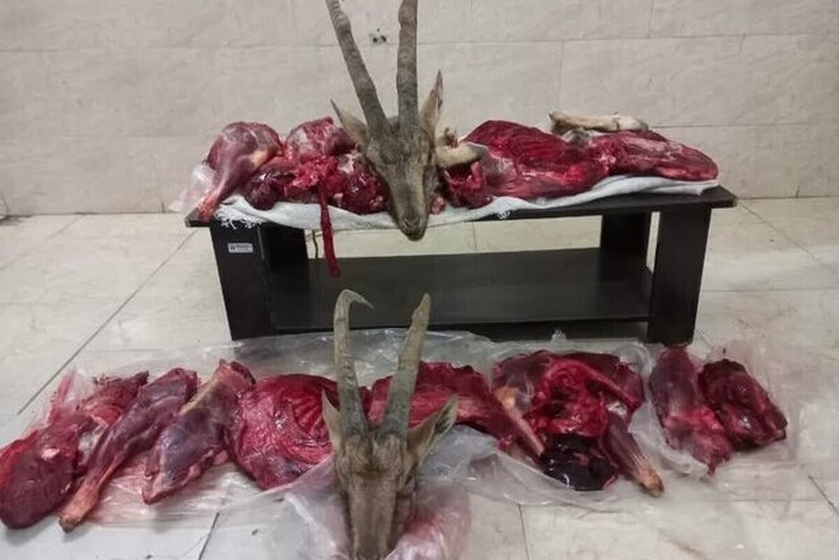 کشف ۲ لاشه بزکوهی در میامی استان سمنان (۲۴ آبان ۱۴۰۴) | شکارچیان دستگیر شدند