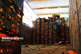 قیمت میوه در یک هفته اخیر چه تغییری کرد؟ | کاهش ۲۰ هزار تومانی نارنگی در تره‌بار مشهد (۲۴ آبان ۱۴۰۴)
