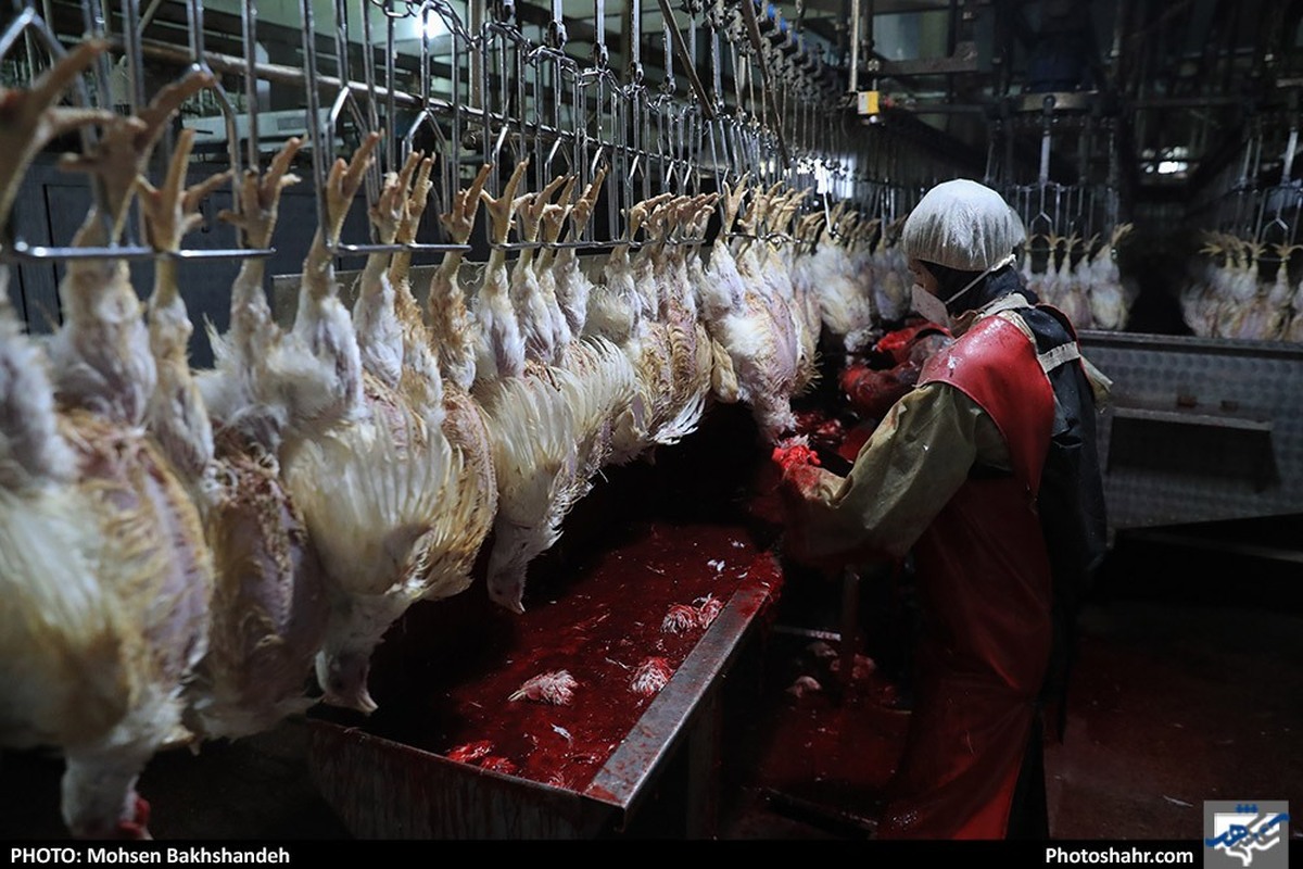 عرضه گوشت مرغ در مهر ۱۴۰۴ به کمترین میزان طی ۱۰ ماه اخیر رسید