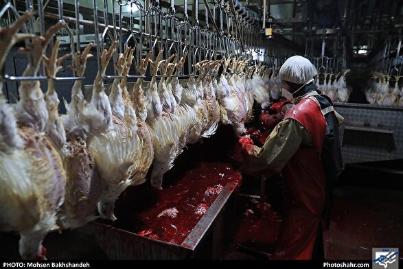 عرضه گوشت مرغ در مهر ۱۴۰۴ به کمترین میزان طی ۱۰ ماه اخیر رسید