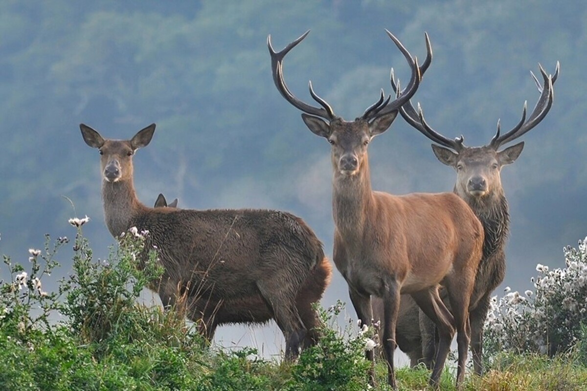ویدئویی از از گونه ارزشمند مرال ماده (گوزن قرمز) برای نخستین بار در جنگل‌های شهرستان لنگرود ثبت شد که به دلیل پایش و مراقبت از جمعیت این گونه کمیاب، از اهمیت ویژه‌ای برخوردار است.