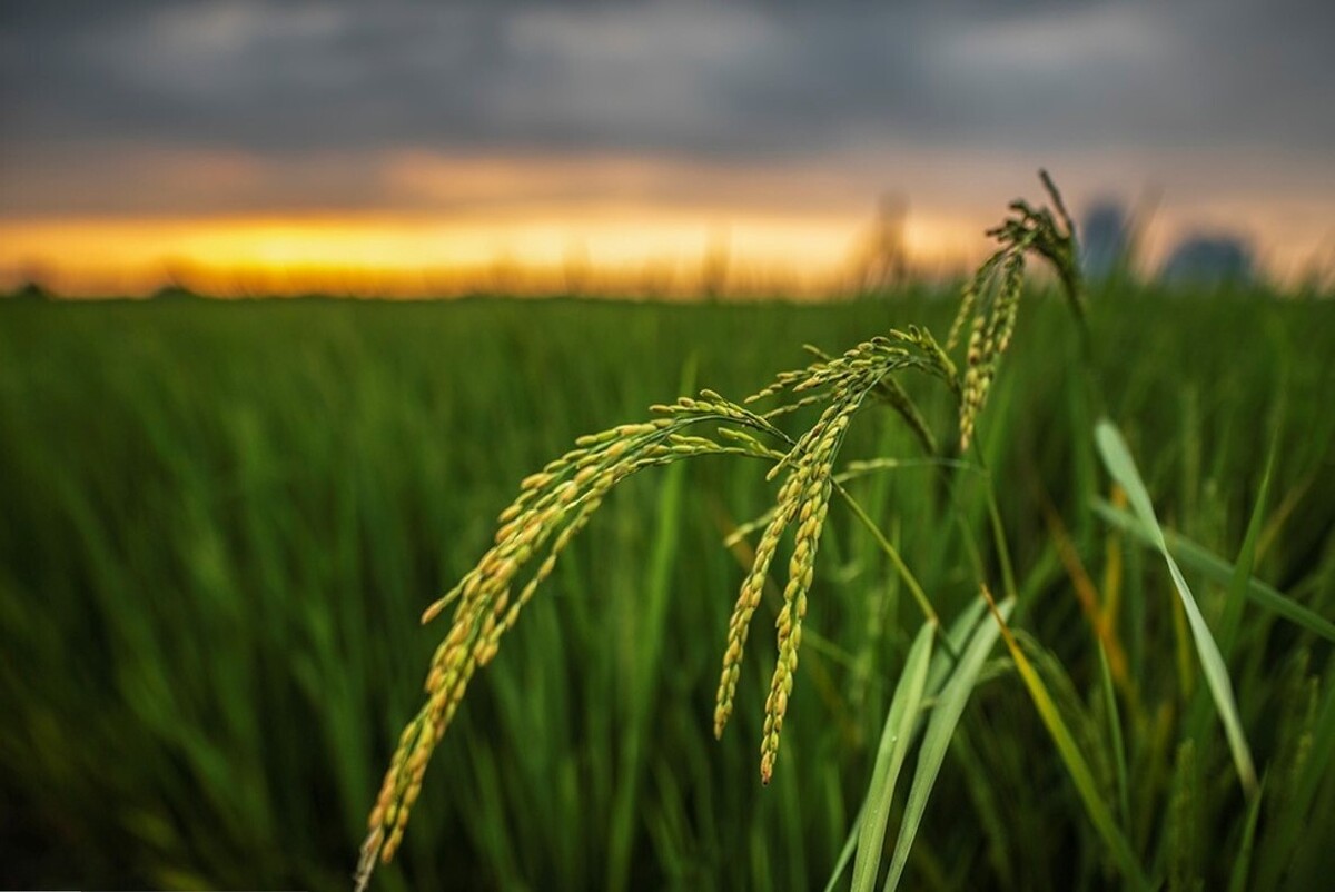 کیان و هستی، دو نوع برنج ایرانی خوش‌عطر حاصل ۱۳ سال پژوهش