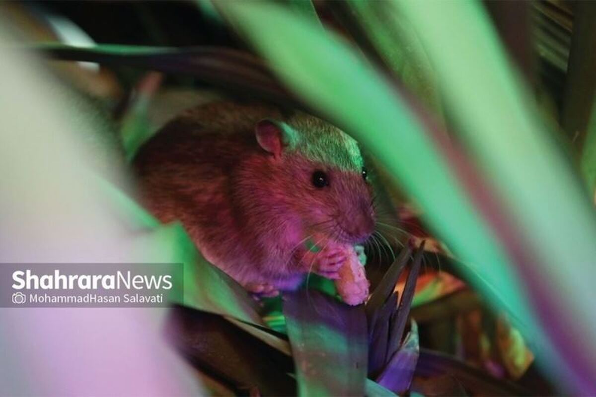 کاهش چشمگیر موش‌ها در مشهد | کانون‌های فعال از ۶۰ مورد به ۸ رسید