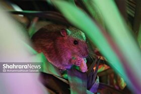 کاهش چشمگیر موش‌ها در مشهد | کانون‌های فعال از ۶۰ مورد به ۸ رسید