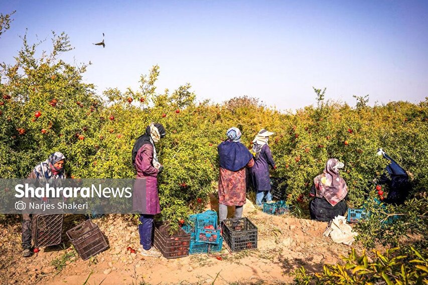 گزارش تصویری | فصل برداشت انار از باغ‌های شهرستان کاشمر