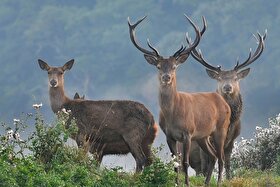 ویدئو| نمایی از مرال یا گوزن قرمز در جنگل‌های لنگرود