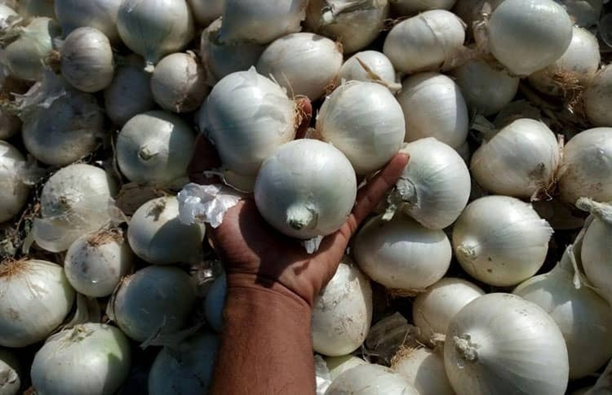 قیمت امروز میوه و تره‌بار در مشهد (۲۸ آبان ۱۴۰۴) | افزایش قیمت پیاز