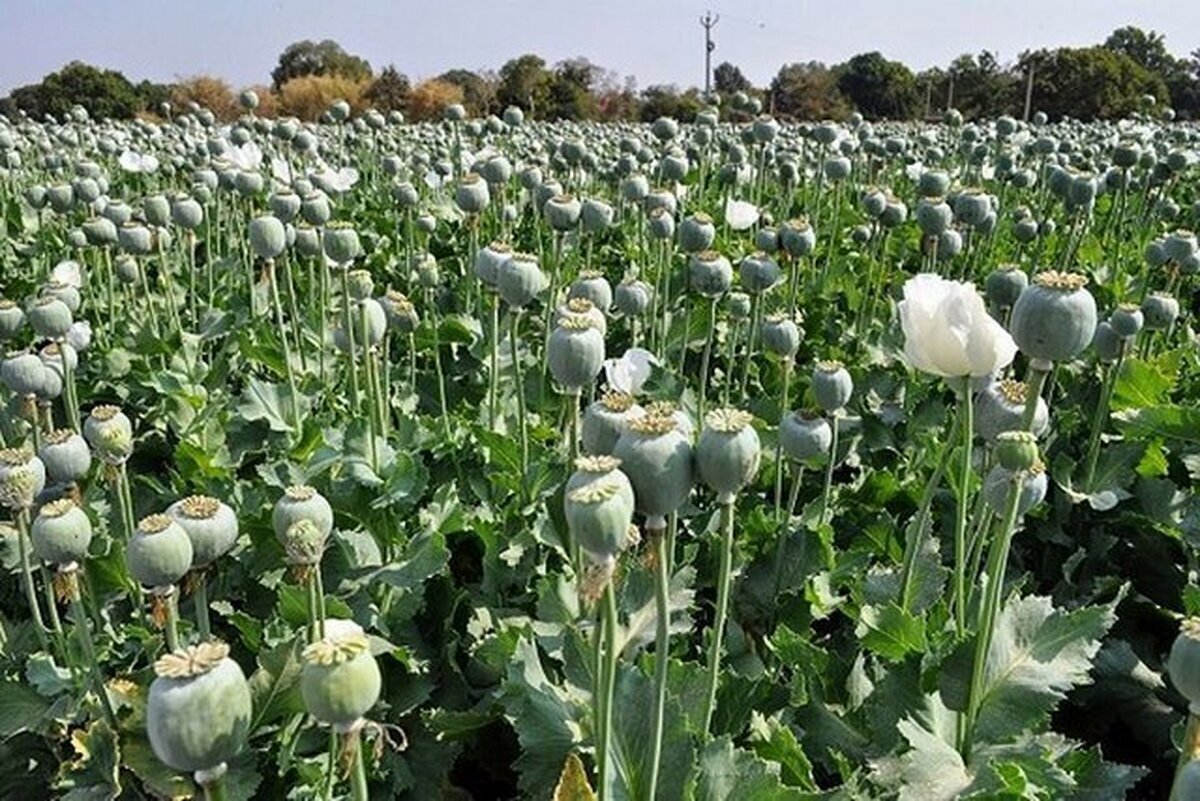 توضیحات مدیرکل ستاد مبارزه با موادمخدر درباره کشت خشخاش در ایران