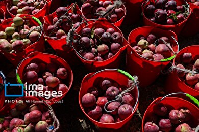 گزارش تصویری | دوازدهمین جشنواره سیب مراغه