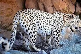 ویدئو| ثبت تصاویر جدید از پلنگ ایرانی در قلب پارک ملی بمو