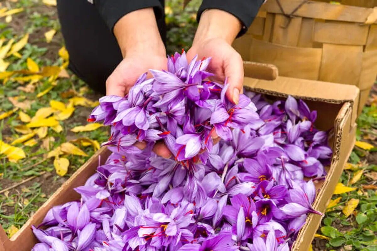 نام تجاری زعفران خراسان رضوی، ثبت جهانی میشود | صادرات ۲۱۴ تن زعفران به ۷۱ کشور دنیا در سال ۱۴۰۴